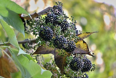 Kalopanax pictus - dlanitec pestrý - plody (zrání)